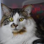 Profile Picture of Jerry Mapes (@cougrx23) on Instagram