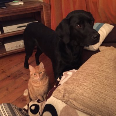 David Pipe - Twitter Profile Picture of David Pipe (@dcjpipe) on Twitter