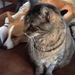Profile Picture of Christine Irr (@scoutirr) on Pinterest