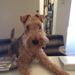 Mr Basil Murphy - Instagram Profile Picture of Mr Basil Murphy (@mrbasilmurphy) on Instagram