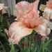 Profile Picture of Tracie Clary (@taclary) on Pinterest