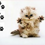 Profile Picture of Daniel Twardowski (@danielo428) on Instagram