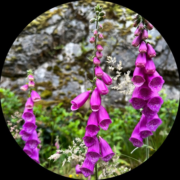 Profile Picture of Kris Richards (@orcaforeverca) on Poshmark