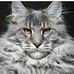 Profile Picture of Jack Maine Coon (@jack.mainecoon.10) on Facebook