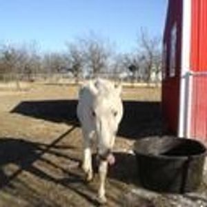 Profile Picture of Carol Wyman (@horsefever1) on Myspace