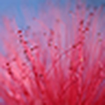 Profile Picture of Lisa Pimental (@misuzp) on Flickr