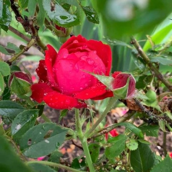 Profile Picture of Sherri Spickard (@sherri391970) on Poshmark