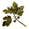 Profile Picture of Figs in the Bibleon Wikipedia