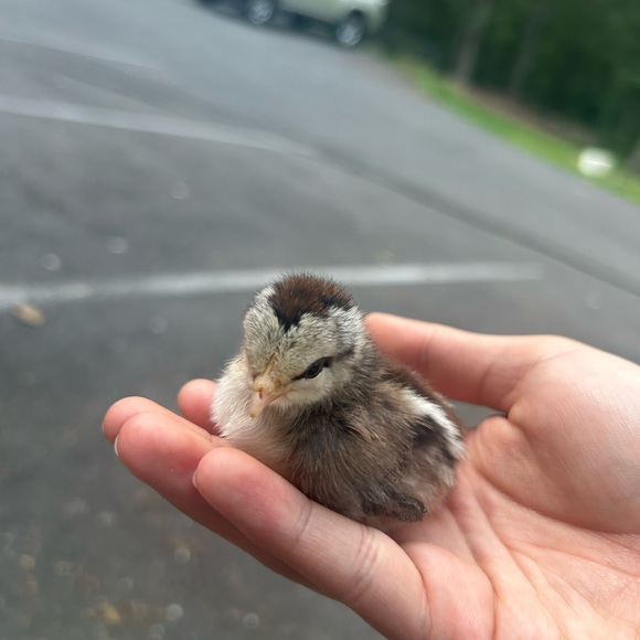 Profile Picture of Joselyn Alvarez (@jossibby044) on Poshmark