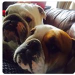Profile Picture of Ruby and Dudley Mallard (@ruby.dudly.bulldogs) on Instagram