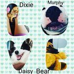 Profile Picture of Dixie, Daisy, Murphy, and Bear (@4.dreaming.pups) on Instagram