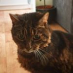 Profile Picture of Giles Short-Edwards (@giles_shortedwards) on Instagram