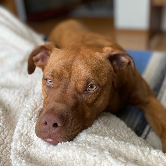 Profile Picture of Daniel Sweetman (@dsweetman83) on Poshmark