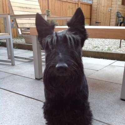 Profile Picture of Molly Rodgers (@Molly_Scottie) on Twitter