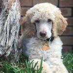 Profile Picture of Chloe_LAMB (@chloe_puppyjarvis) on Instagram