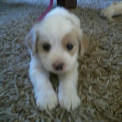 Profile Picture of David Cisternas (@cisternas_g) on Twitter