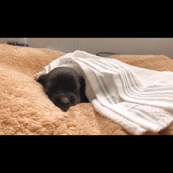 Profile Picture of Anne Lin (@annelinhi) on Poshmark