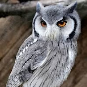 Profile Picture of Jimmy Tovar (@jimmytovar5395) on Youtube