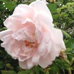 Profile Picture of Roy Marshall (@royston_bruce) on Instagram