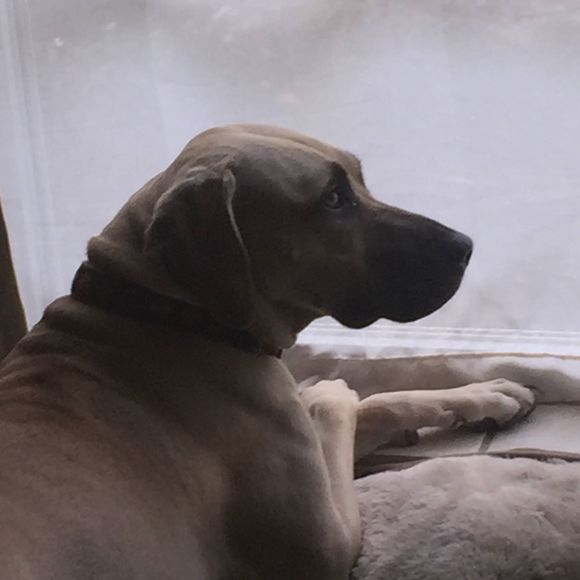 Profile Picture of Lori Atkinson (@loreyjo) on Poshmark