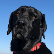 Profile Picture of David Ely (@davidely4876) on Youtube