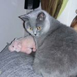 Profile Picture of Kandis Meyer (@kandismeyer) on Instagram