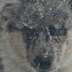 Profile Picture of Patsy Markle Coyle (@coylepatsy) on Instagram