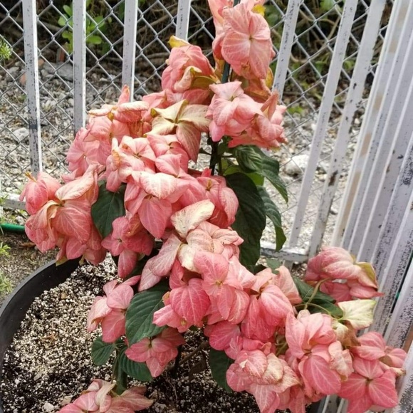 Profile Picture of Ana iris Febles (@anypedri2011) on Poshmark