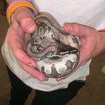 Profile Picture of bradley reid (@xx_boosterseat_xx) on Instagram