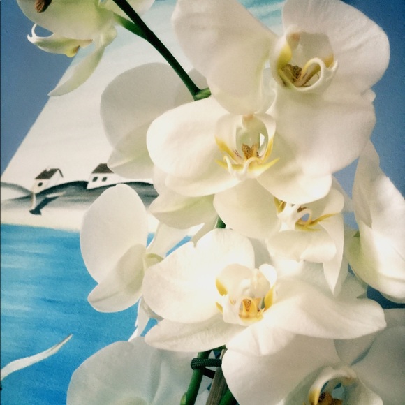 Rebecca Belotti - Poshmark Profile Picture of Rebecca Belotti (@plantsarecooler) on Poshmark