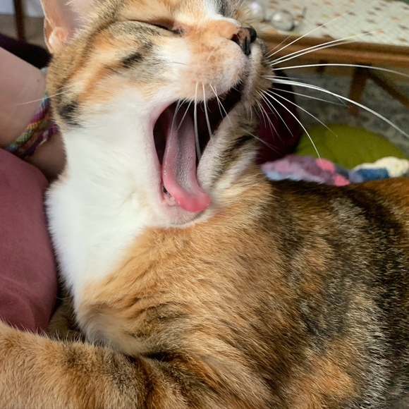 Profile Picture of Allison Randall (@mielledancer) on Poshmark