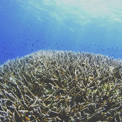 Profile Picture of Dustin Liu (@DustinLiu5) on Twitter