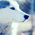 Profile Picture of Соня Лазорева (@sonia.lazoreva) on Instagram