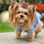 Profile Picture of yorkie lovers Instagram💕 (@yorkshire_of_ig) on Instagram