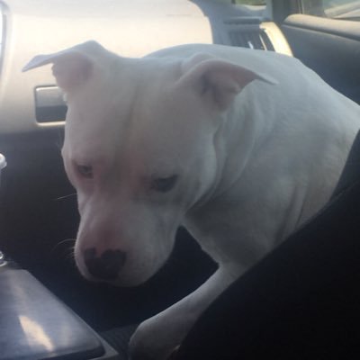 Profile Picture of Nathan Purvis (@nathanpurvis18) on Twitter