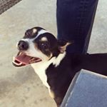 Profile Picture of Todd Rusty Hogge (@therealtodd_) on Instagram