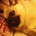 Profile Picture of Buddy R. Switzer (Bud Man) (@PigletNose) on Facebook