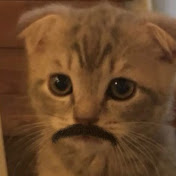 Profile Picture of Quito (@Quito_Cat) on Youtube