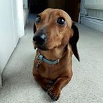 Profile Picture of Harvey Arthur George (@harveytheminiaturedachshund) on Instagram