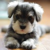 Profile Picture of Daniel Miclaus (@danielmiclaus) on Tiktok