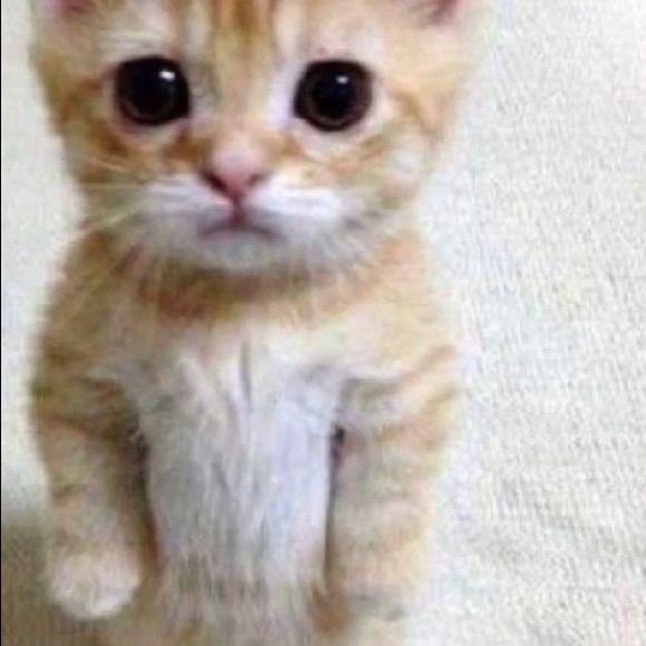 Profile Picture of Nick Paterson (@crispyboy444) on Poshmark