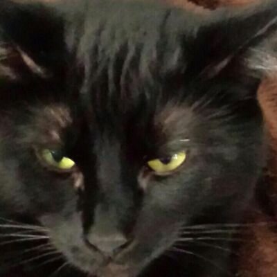 Profile Picture of Pam McClure (@perdycat1959) on Twitter