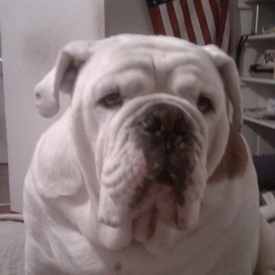Profile Picture of Kurt Krupp (@Der_Turk) on Twitter