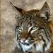 Profile Picture of Adam Weintraub (@adamw1734) on Pinterest