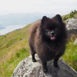 Profile Picture of Janet R. Pollack (@pomeranian.dog.polack) on Instagram