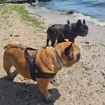 Profile Picture of Sandra van Vliet - Dullaart (@sandradullaart) on Instagram