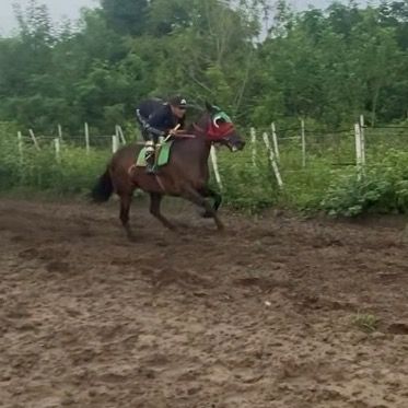 Profile Picture of Brian Tolosa🐎🏆 (@briantolosa900) on Tiktok