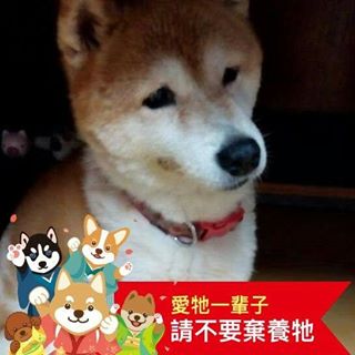 Profile Picture of 盧晨晨 (@alice.ruru) on Facebook