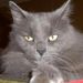 Profile Picture of Elizabeth Stephenson (@estep777) on Pinterest