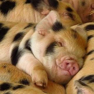 Profile Picture of Julia Augustin (@amazemeromeo) on Twitter